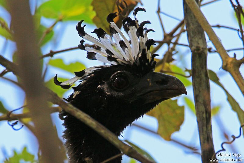 Bare-faced Curassow female adult, close-up portrait