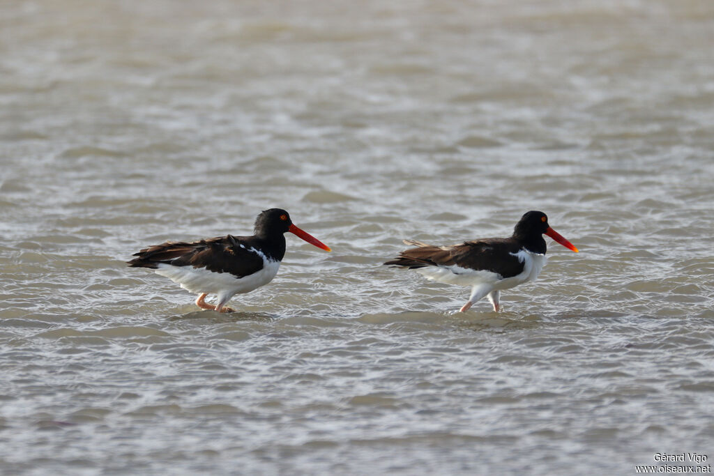 Huîtrier d'Amérique