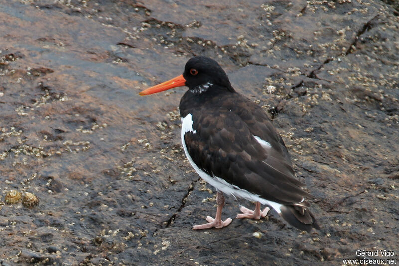 Eurasian Oystercatcheradult