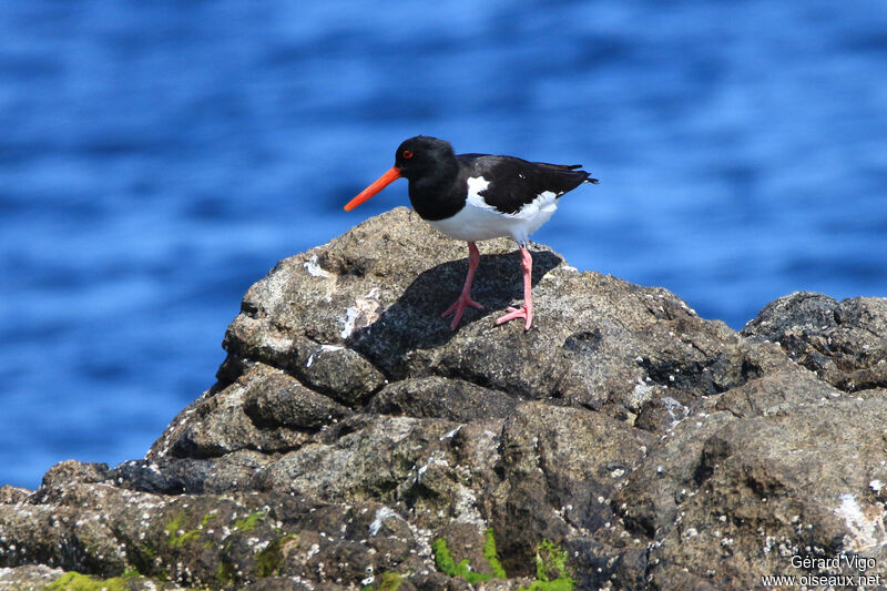 Eurasian Oystercatcheradult