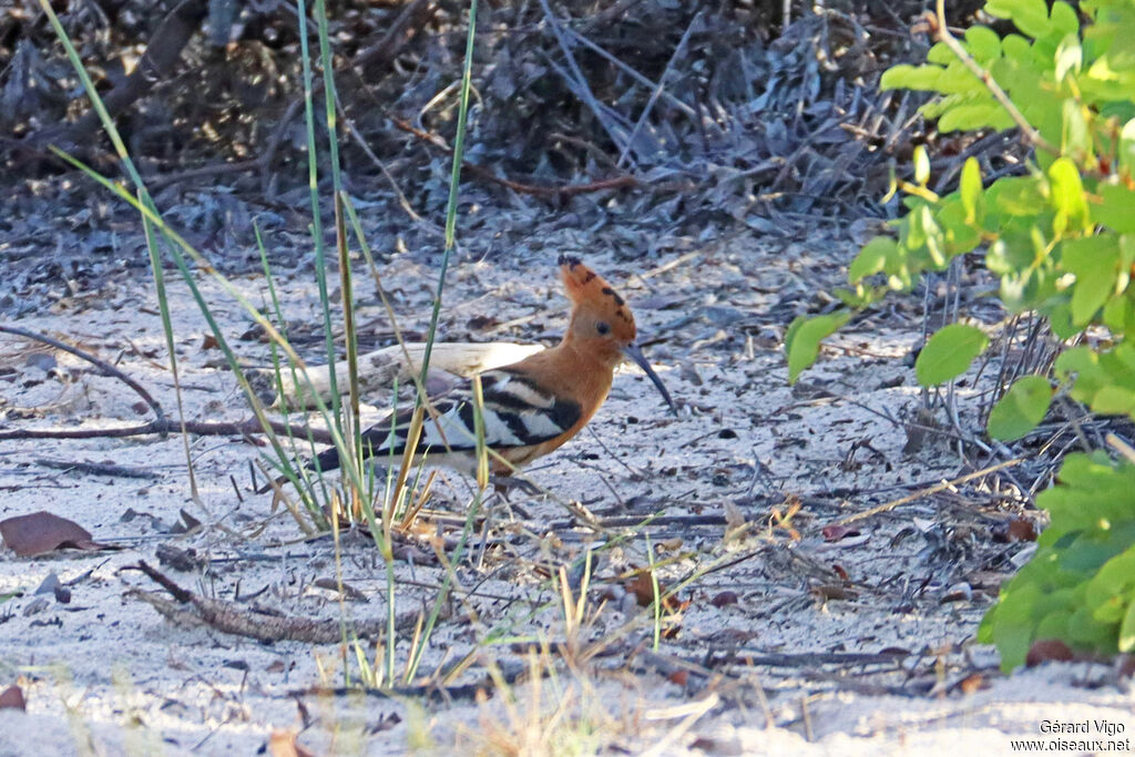Huppe d'Afriqueadulte