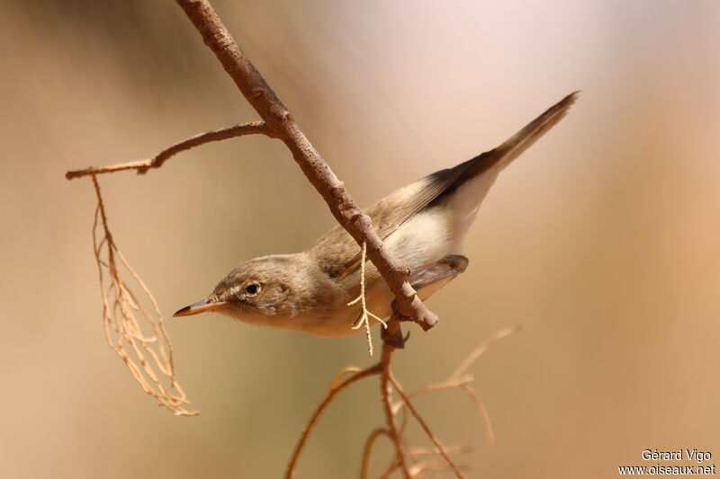 Western Olivaceous Warbleradult