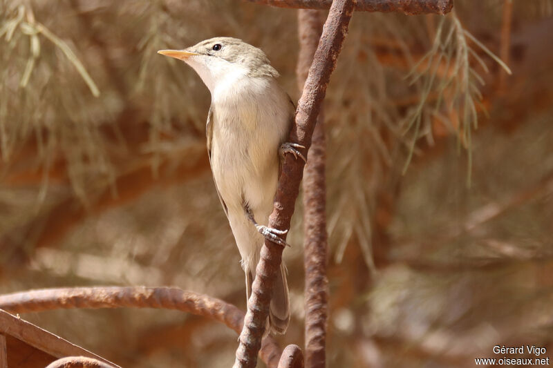 Western Olivaceous Warbleradult