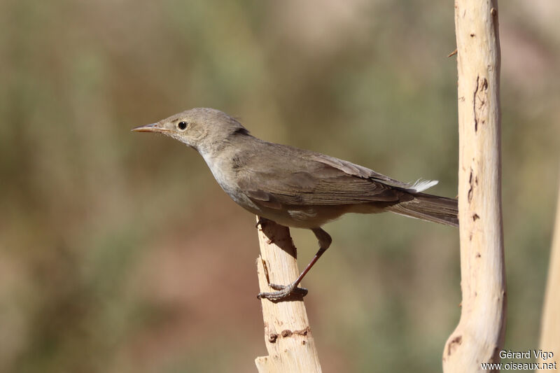 Eastern Olivaceous Warbleradult