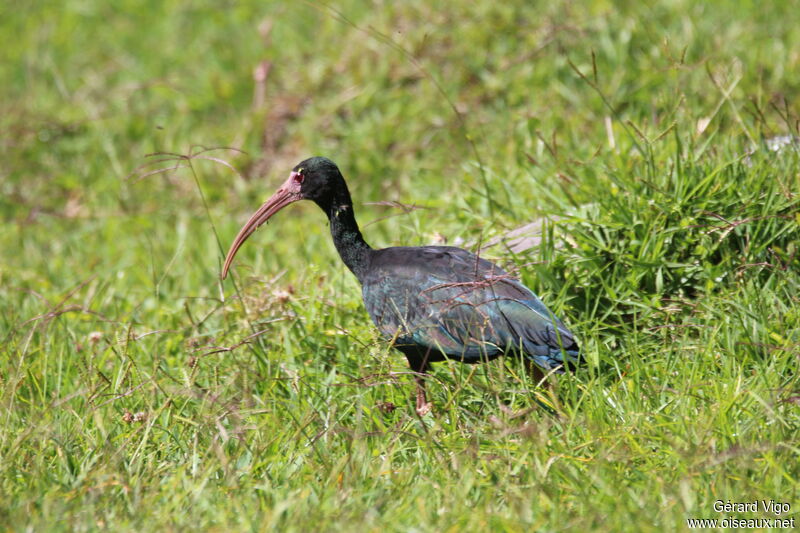 Ibis à face nueadulte