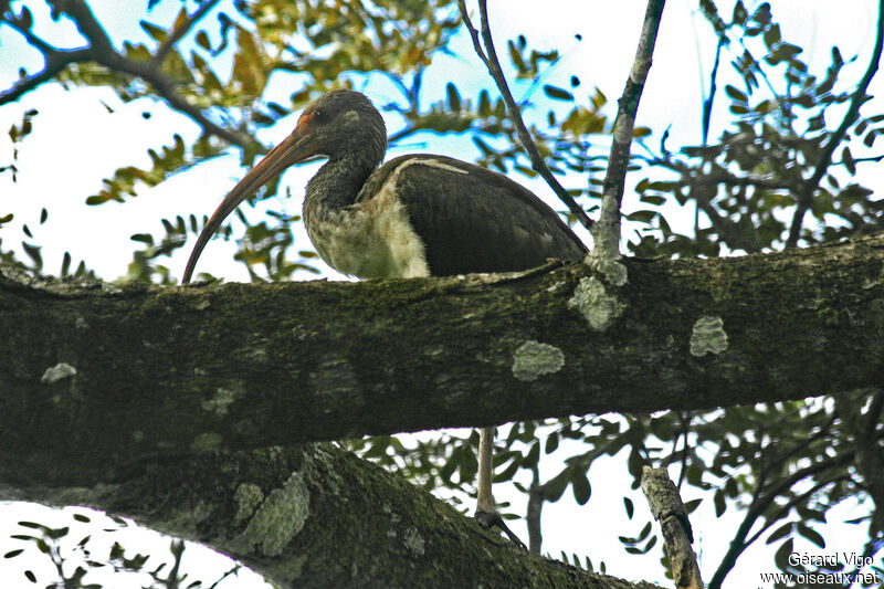 Ibis blancjuvénile