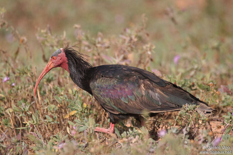 Ibis chauveadulte