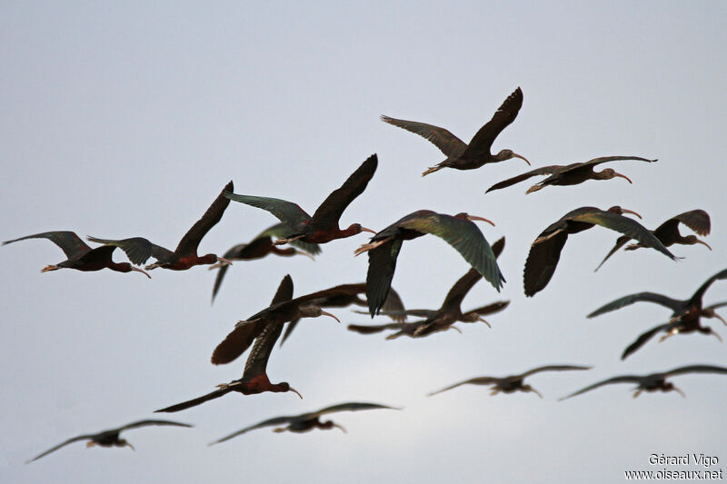 Ibis falcinelleadulte, Vol