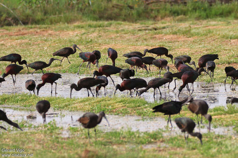 Ibis falcinelleadulte, pêche/chasse, mange, Comportement