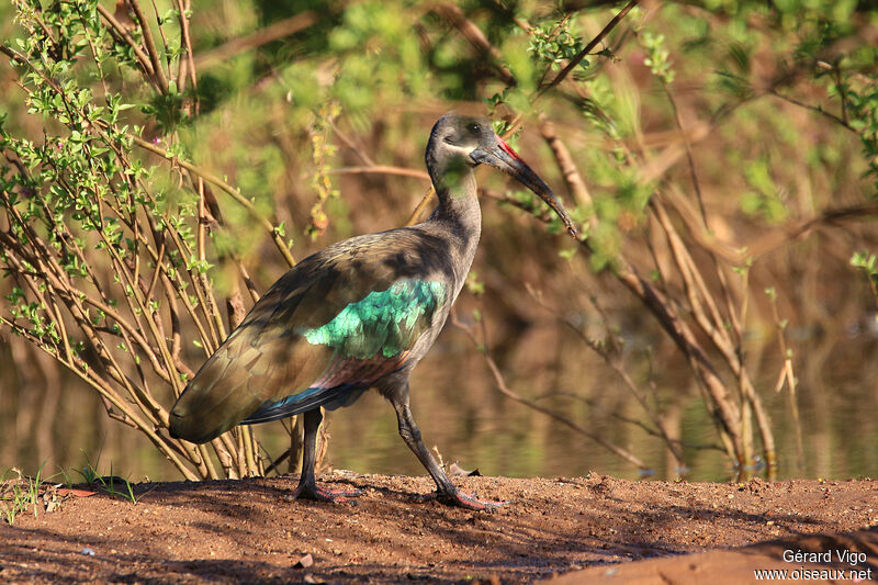 Ibis hagedashadulte