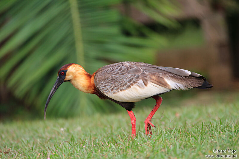 Ibis mandoreadulte