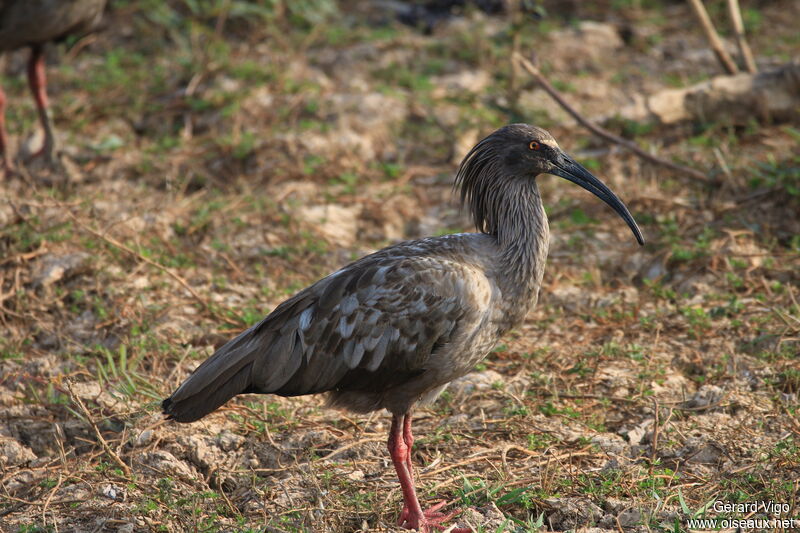 Plumbeous Ibisadult