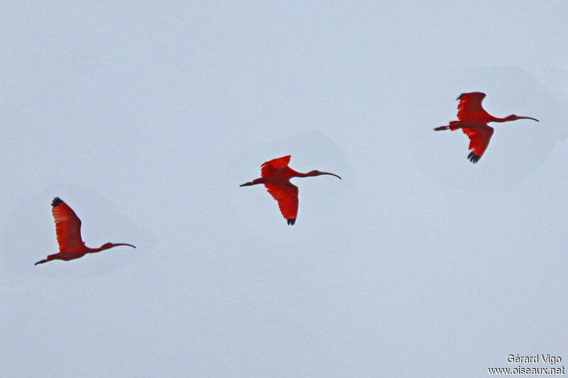 Scarlet Ibisadult, Flight