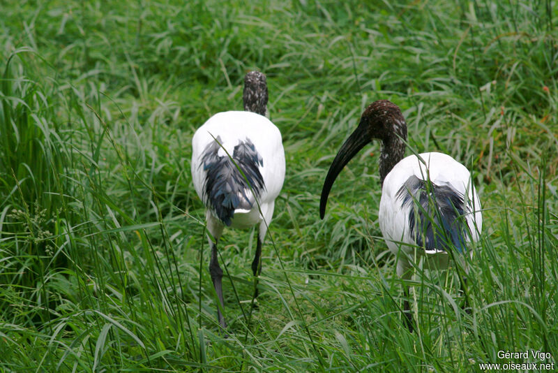 Ibis sacréadulte