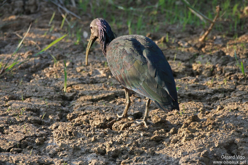 Ibis vertadulte