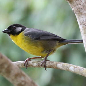 Tohi de Santa Marta