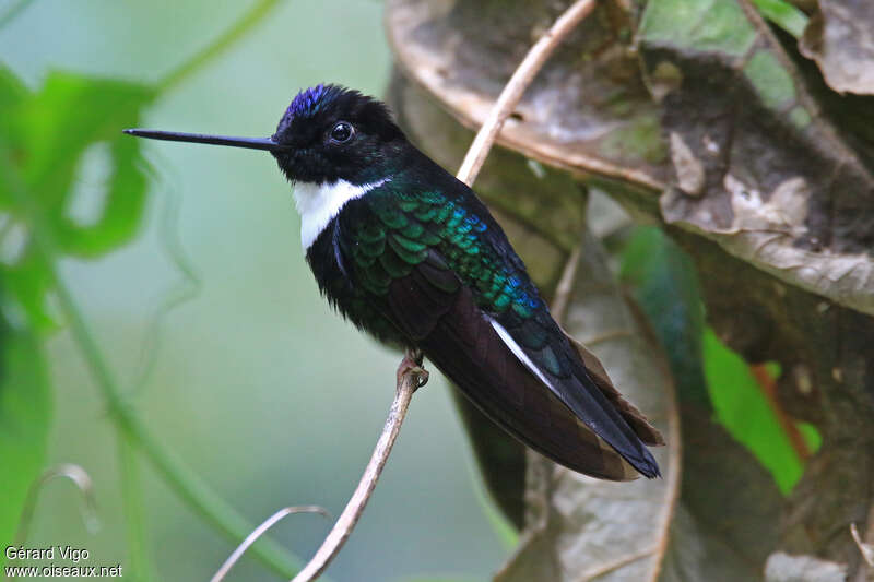 Collared Inca male adult breeding, identification