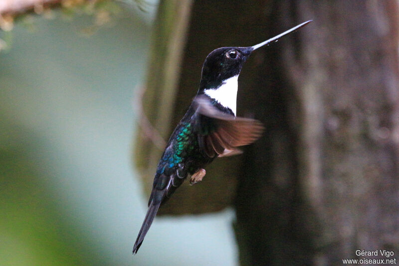 Collared Inca male adult breeding