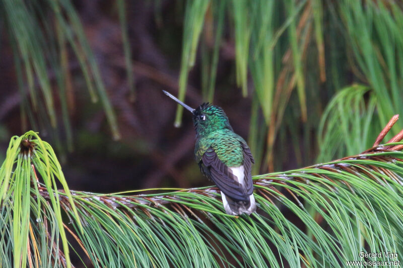 White-tailed Starfrontlet male adult