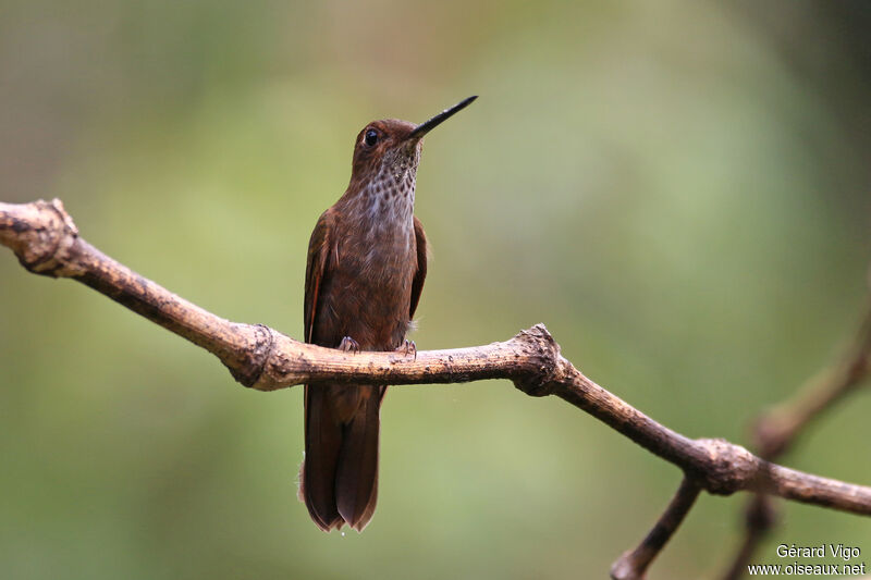 Inca célesteadulte