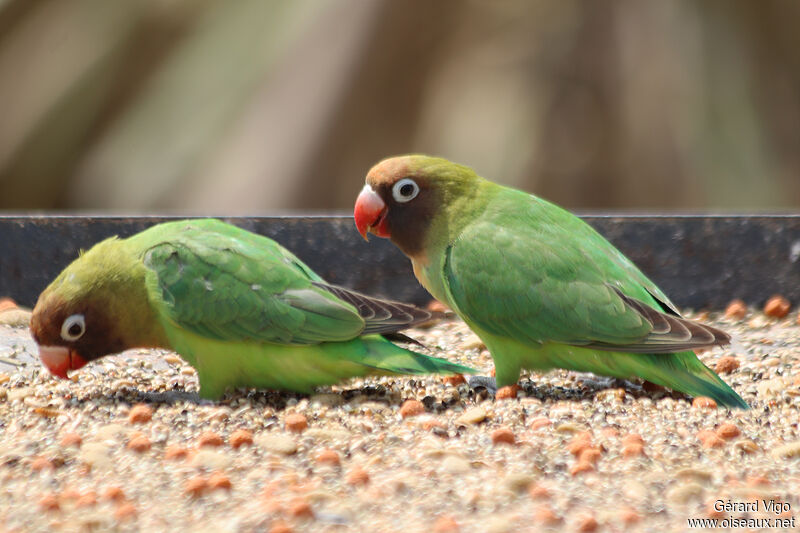 Black-cheeked Lovebirdadult