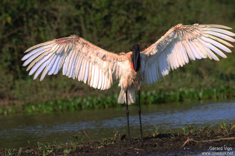 Jabiru d'Amériqueadulte