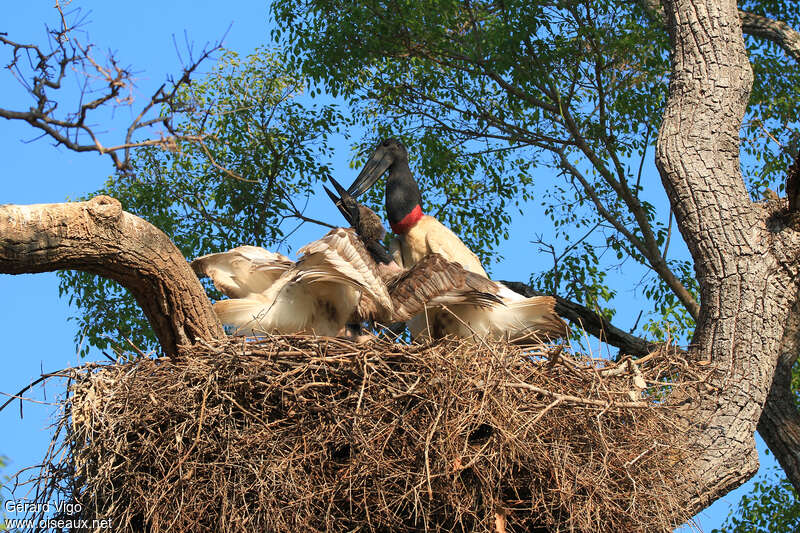 Jabiru d'Amérique, Nidification