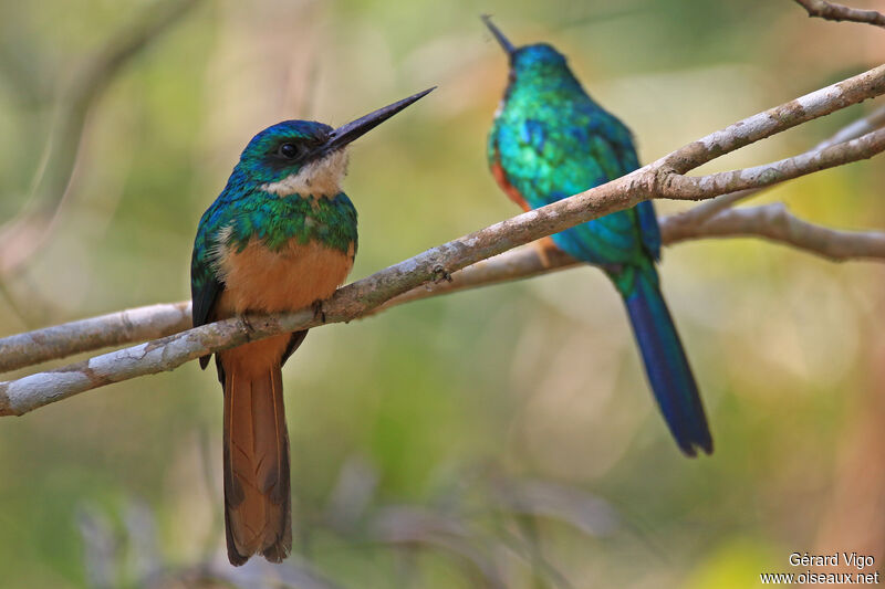 Rufous-tailed Jacamaradult, Behaviour