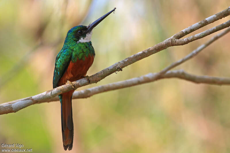 Jacamar à queue rousse mâle adulte, pigmentation, régime