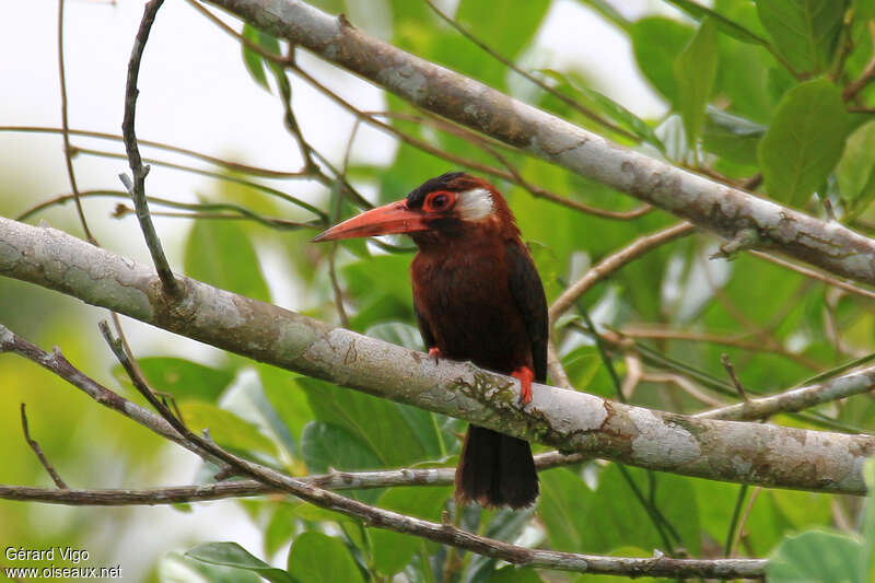 Jacamar oreillardadulte, habitat, pigmentation