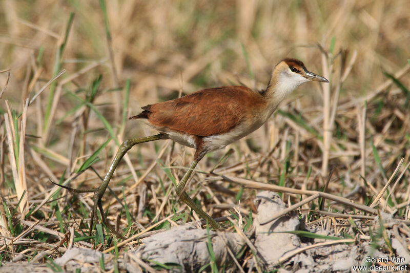 Jacana à poitrine doréejuvénile