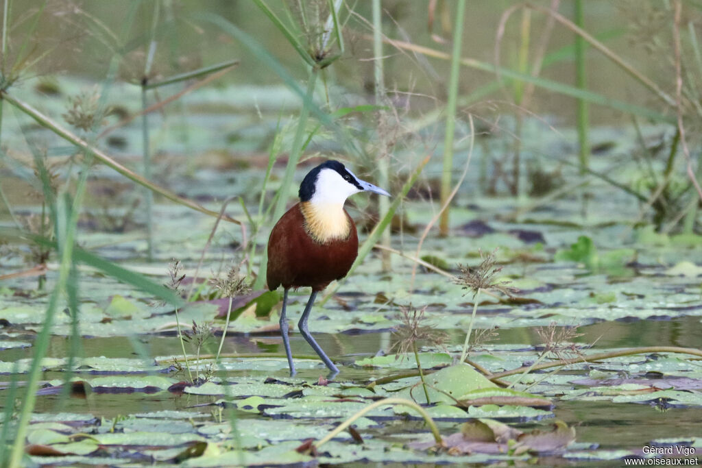 Jacana à poitrine doréeadulte
