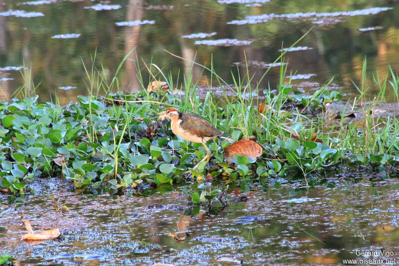 Jacana bronzéjuvénile