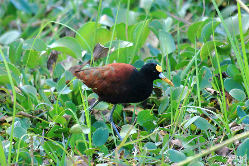 Jacana du Mexiqueadulte