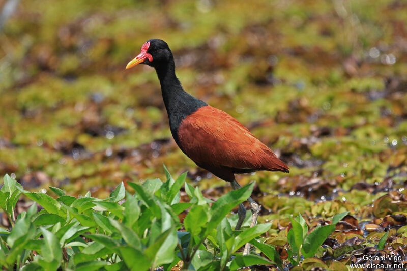 Wattled Jacanaadult