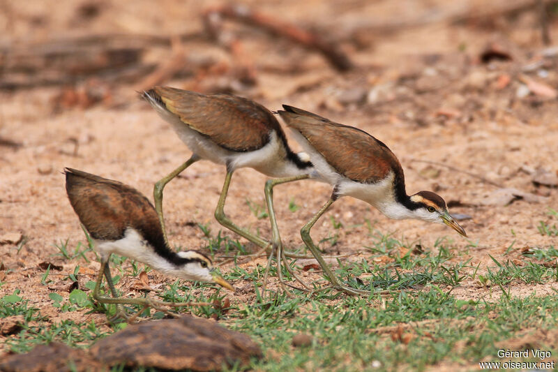 Wattled JacanaPoussin