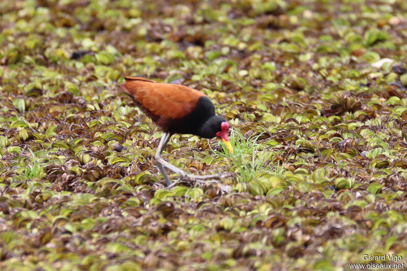 Jacana noiradulte