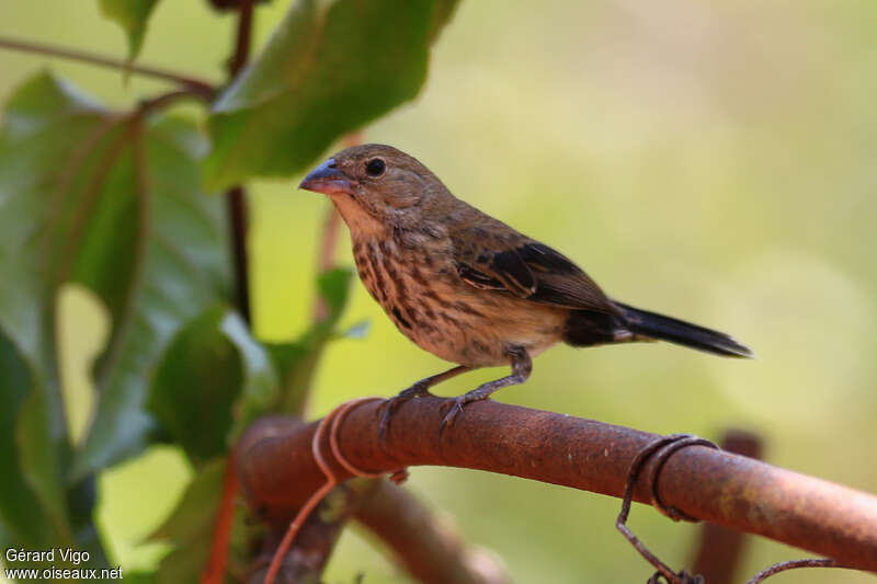 Blue-black Grassquit female adult, identification