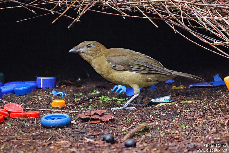 Vogelkop Bowerbird male adult