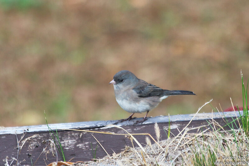 Junco ardoiséadulte