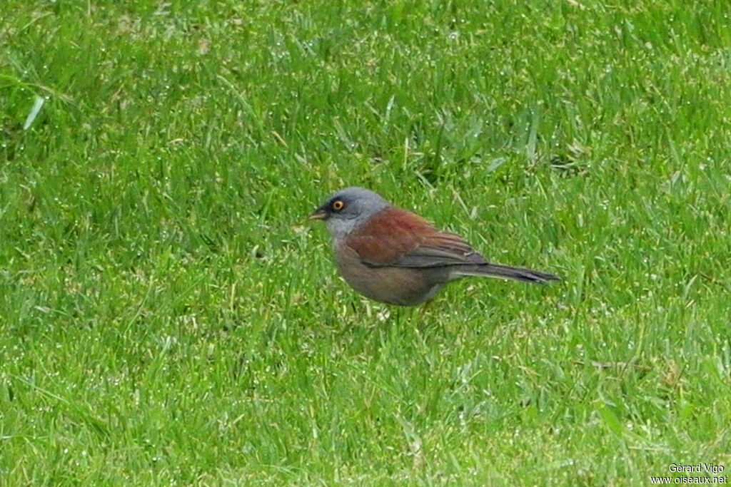 Junco aux yeux jaunes