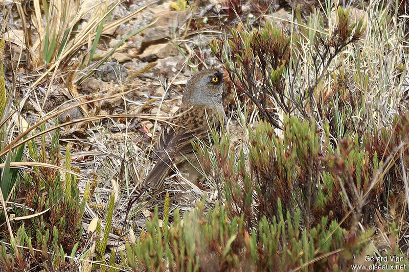 Junco des volcansadulte