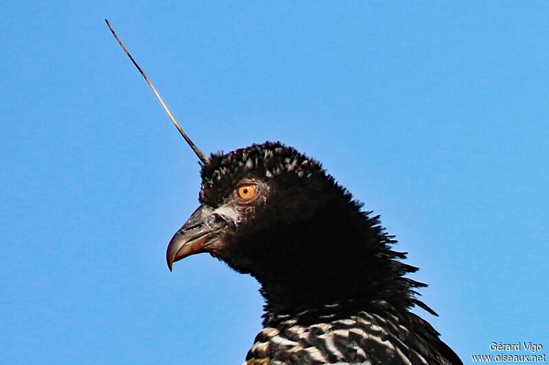 Horned Screameradult, close-up portrait