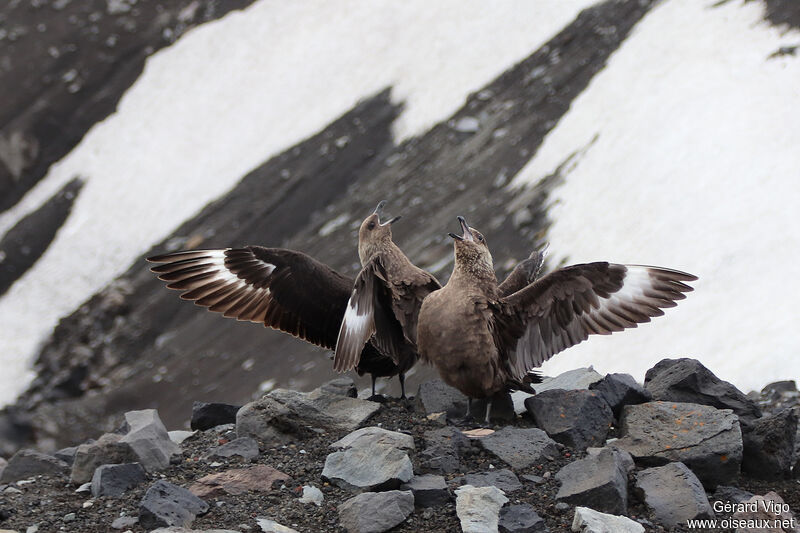 Brown Skuaadult