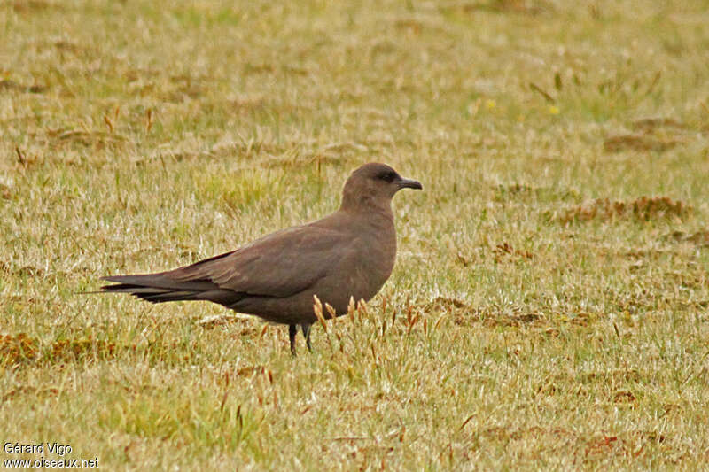 Parasitic Jaegeradult breeding, pigmentation