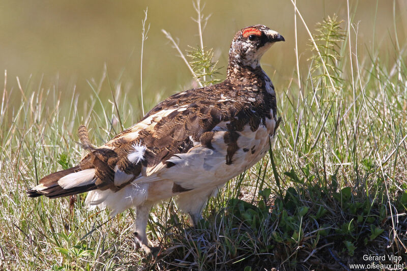 Rock Ptarmigan male adult breeding