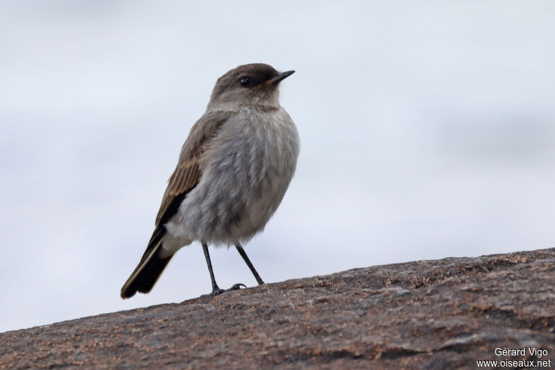 Austral Negritoadult