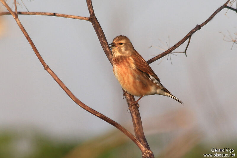 Common Linnet male adult