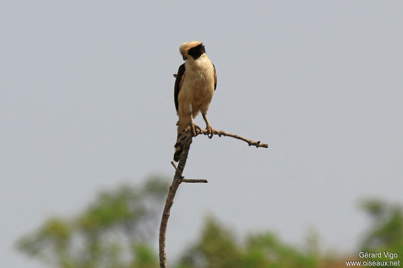 Laughing Falconadult