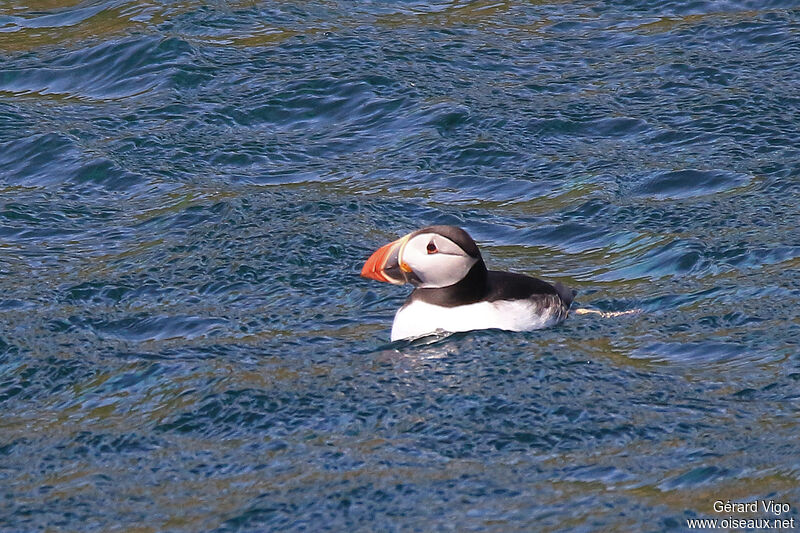 Atlantic Puffinadult, swimming